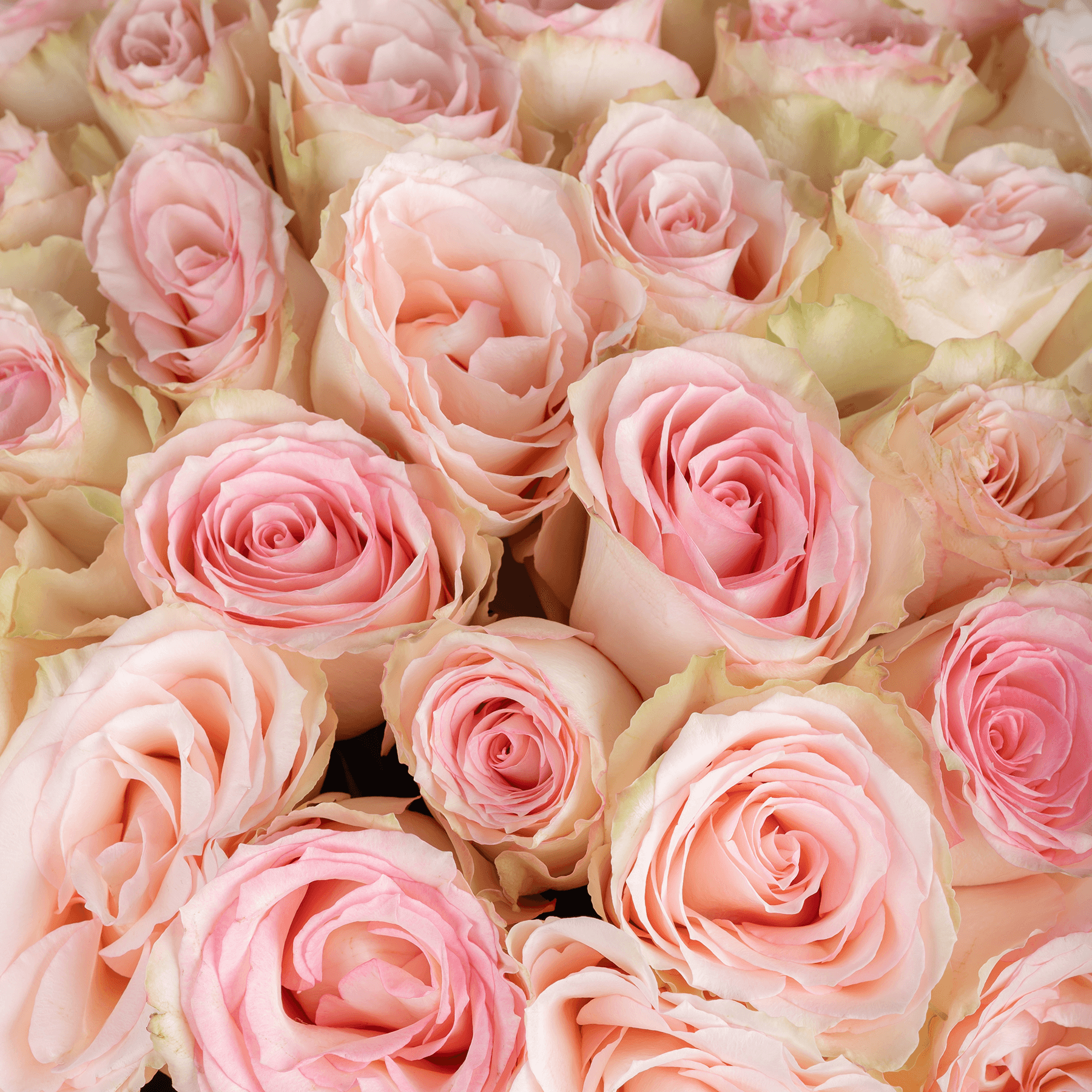 30 Esperance Pink Roses Bouquet