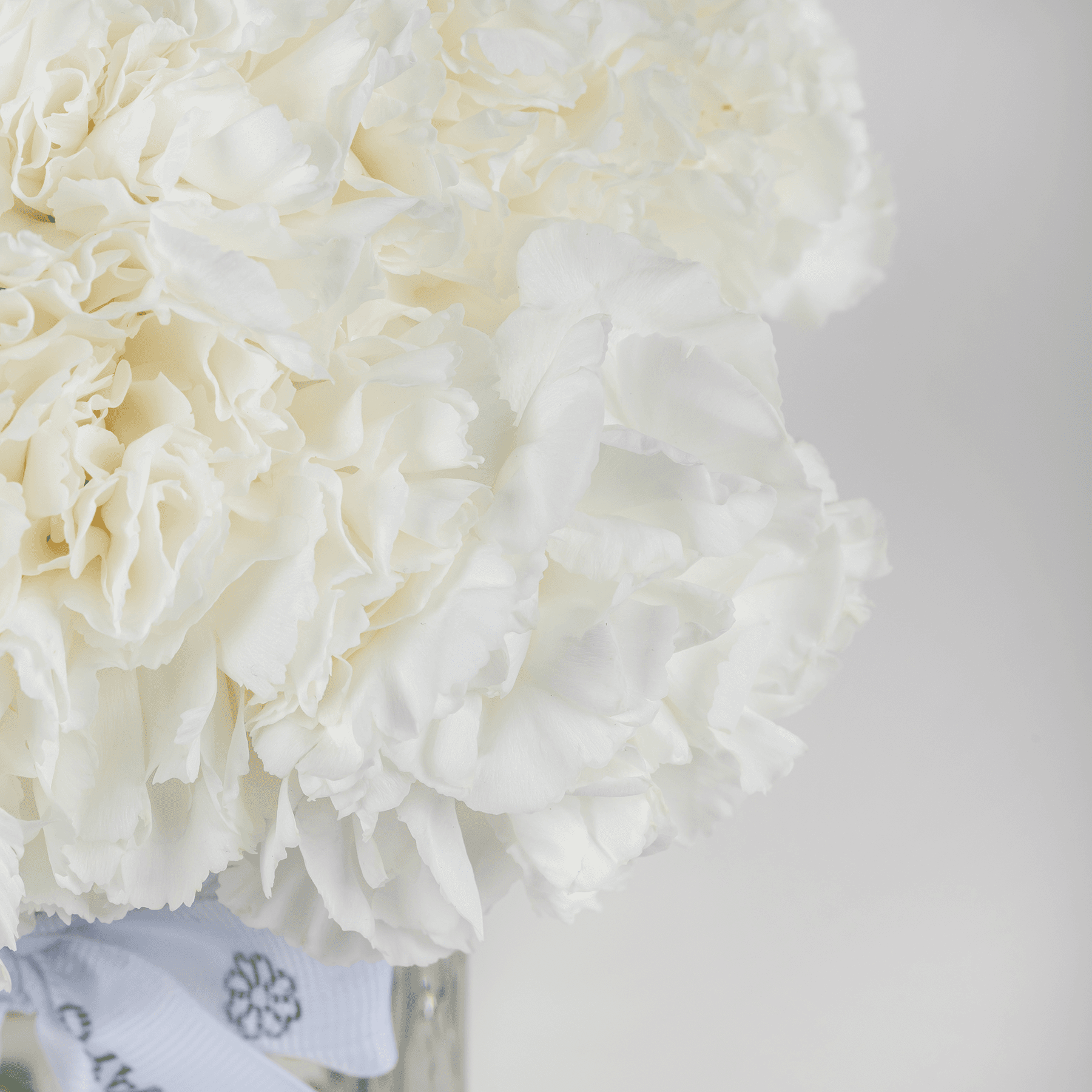 Peace White Carnation Vase