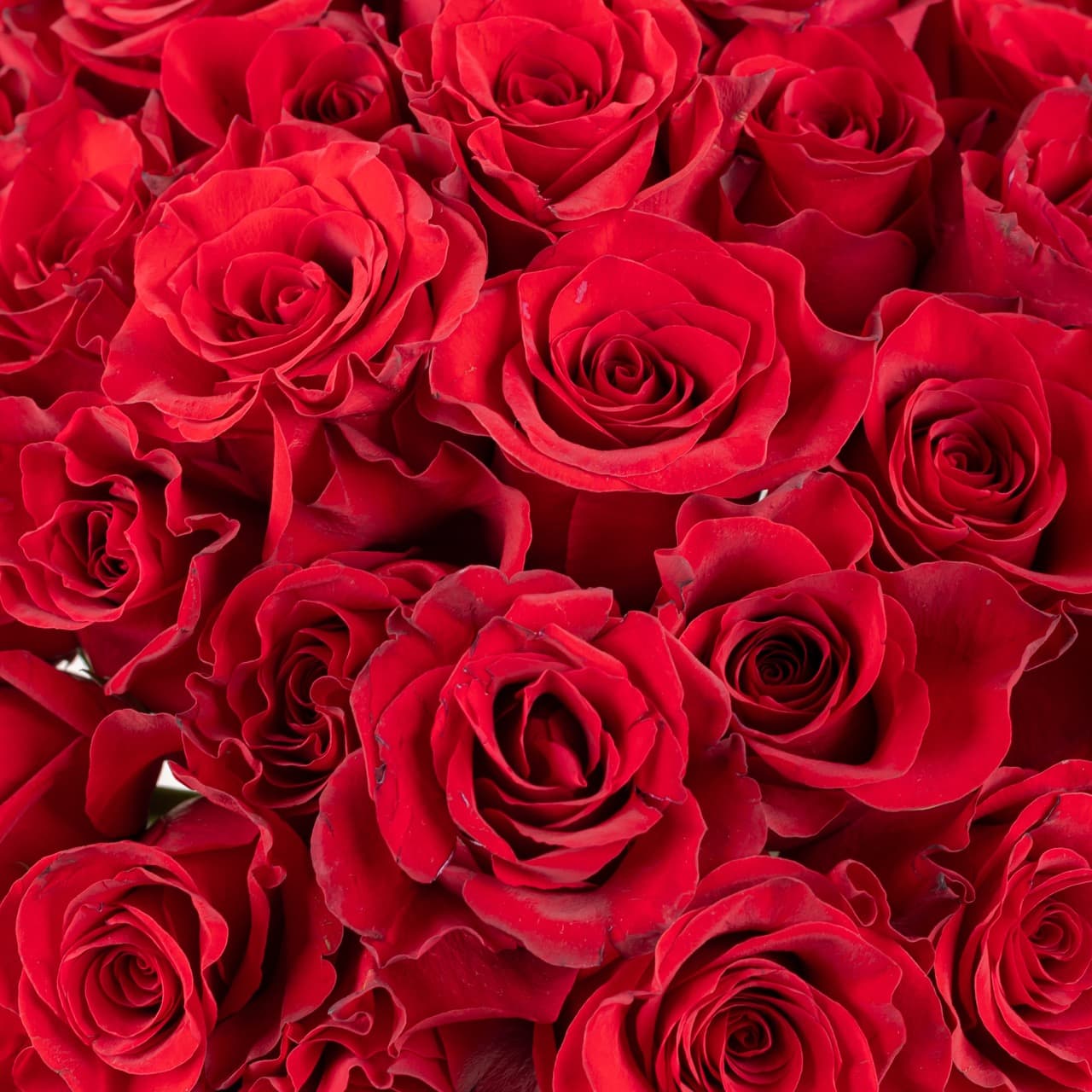 Royal Red Roses Vase