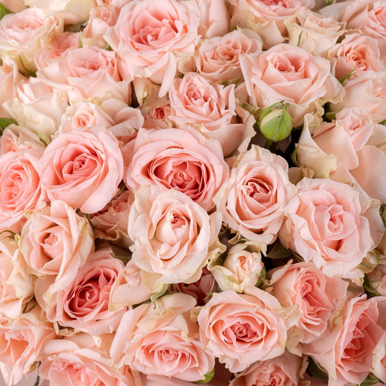 20 Sweetsarah Spray Roses Bouquet
